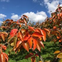 柿の葉の紅葉