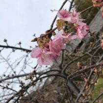 春の訪れ　河津さくら