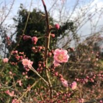 梅の花が咲きました。