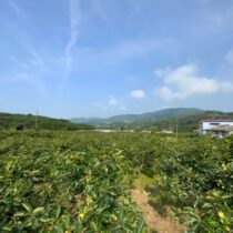 農産物の安全性