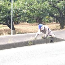 地元の草取りごみ拾い