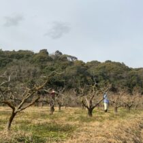 次郎柿の剪定作業