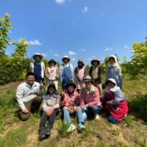 摘蕾作業が始まりました