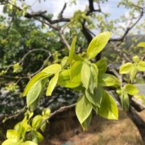 次郎柿の新芽