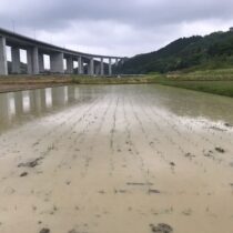 雨の中の田植え