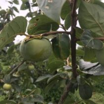 ブルーベリー摘み取り園　計画