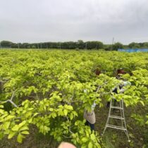 摘蕾(てきらい)が始まりました。