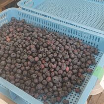 ブルーベリーの収穫開始
