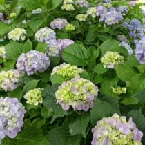 紫陽花が咲きました♪