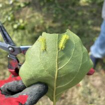 摘果中の厄介もの