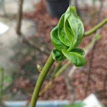 ブルーベリーの新芽