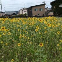 ひまわり畑