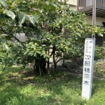 次郎柿に歴史あり！