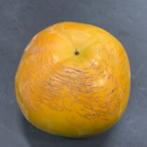太秋柿の収穫
