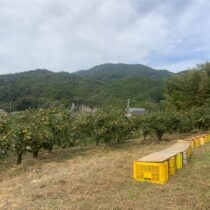 柿狩りの準備