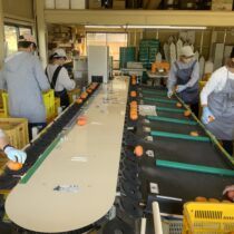 次郎柿の選果作業