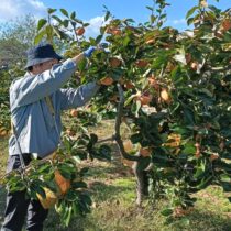 次郎柿の収穫作業