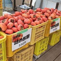 次郎柿の詰め放題!