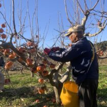 収穫終了まじか