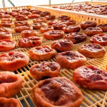 干し次郎柿つくり 順調です。