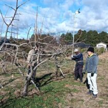 次郎柿の剪定作業