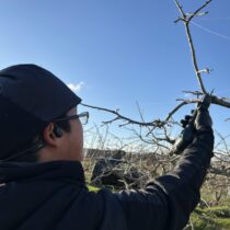 足立柿園 冬の仕事