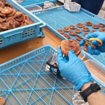 干し次郎柿作り