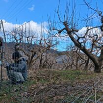 シカ・イノシシ防護柵作り