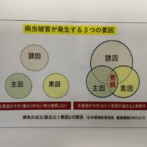 農作物に病気や害虫が発生する仕組み