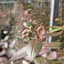 ブルーベリーの蕾