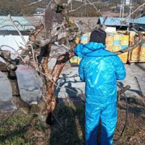 カイガラムシの対策２