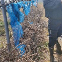 剪定クズの片づけ