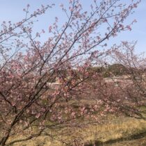 河津さくらが咲きました。