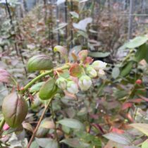 ブルーベリーの花