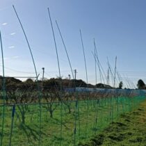 太秋柿のカラス除け