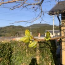 春　次郎柿の芽吹き