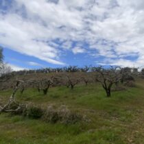 次郎柿の剪定作業　終了！