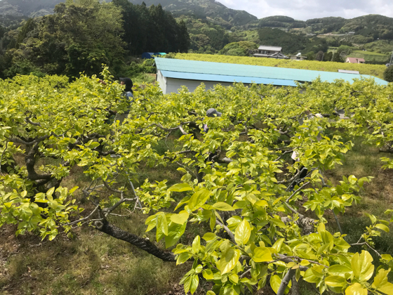 次郎柿の新芽