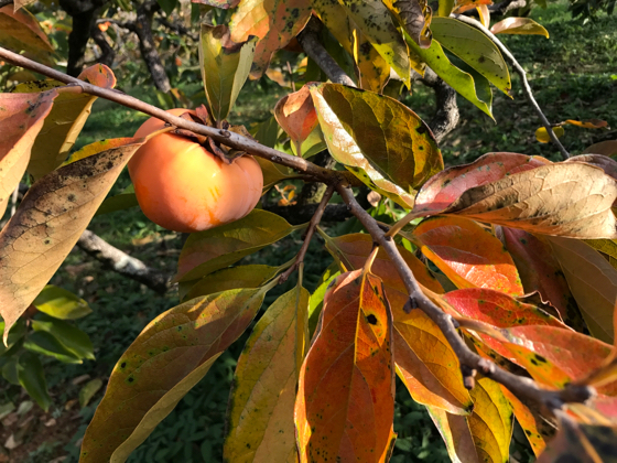 柿の葉の紅葉