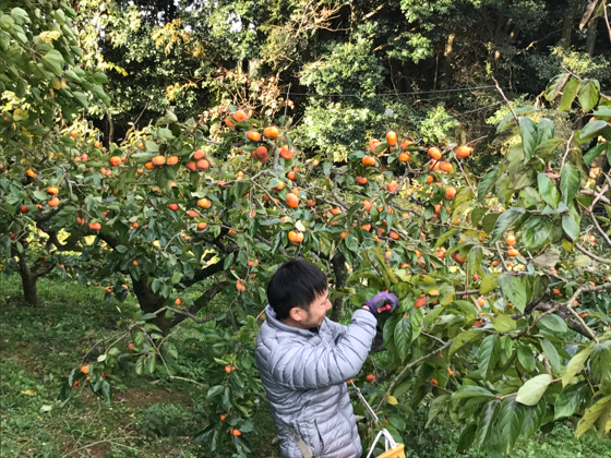 柿の葉の紅葉