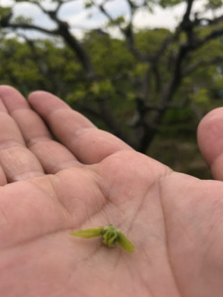 柿の芽の赤ちゃん