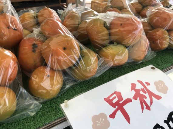 早秋柿販売