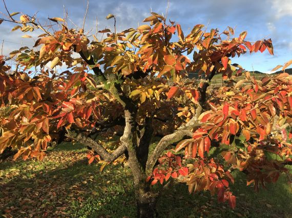 柿の紅葉