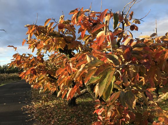 柿の紅葉