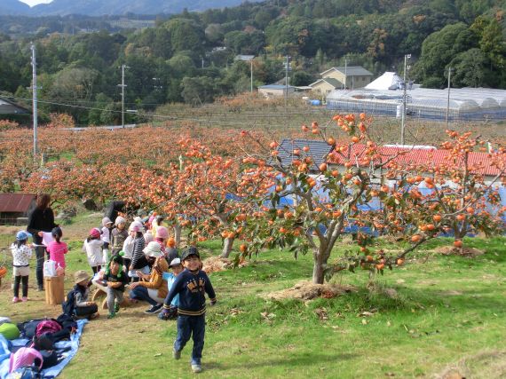 足立柿園　柿狩り