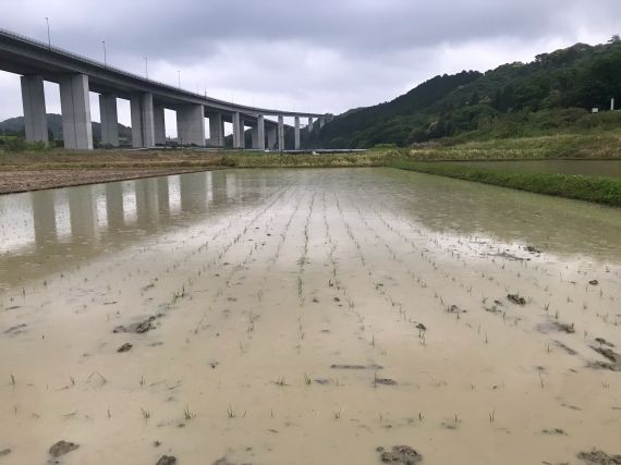 足立柿園　田んぼ　田植え