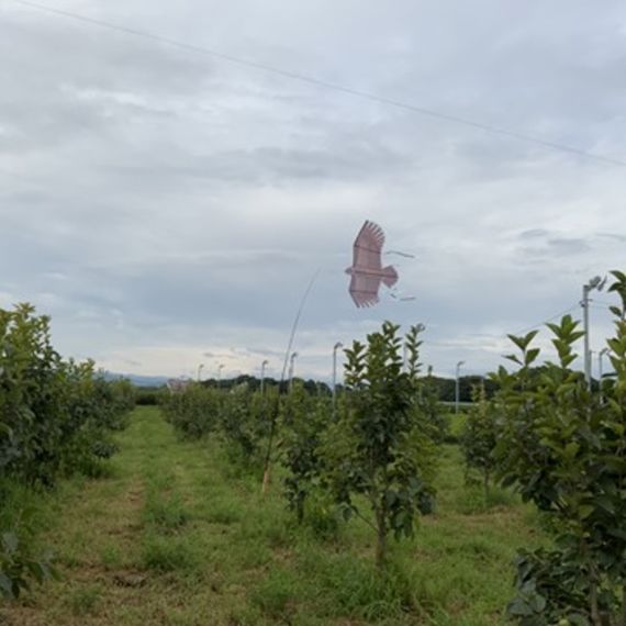 足立柿園　柿