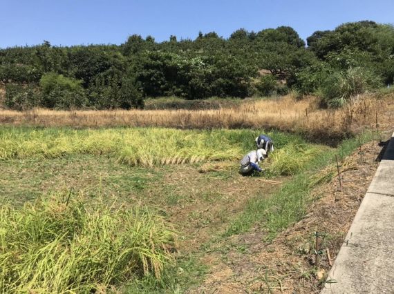 足立柿園　稲刈り