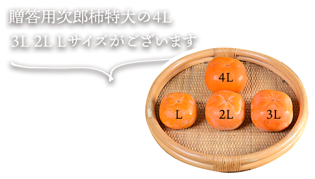 贈答用次郎柿特大の4L/3L/2L/Lサイズがございます